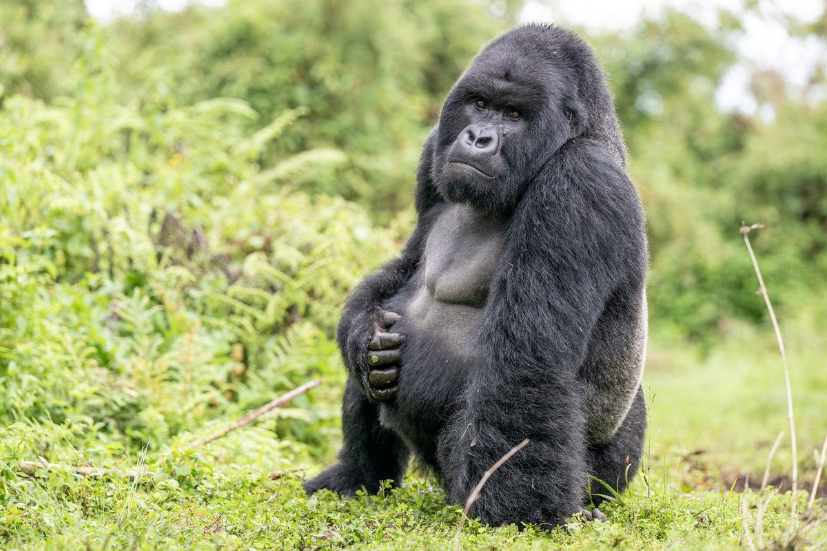 Mountain Gorillas of Rwanda