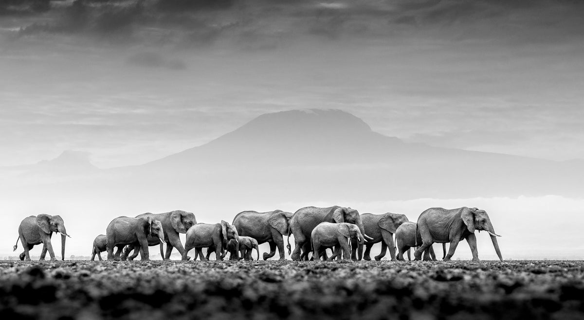 African Icons