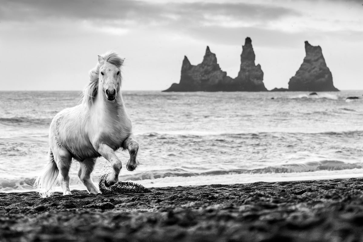 Year of the Fire Horse