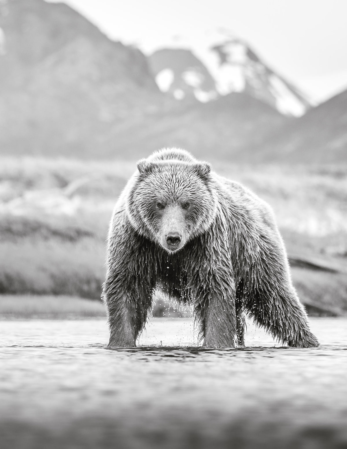 The Bear