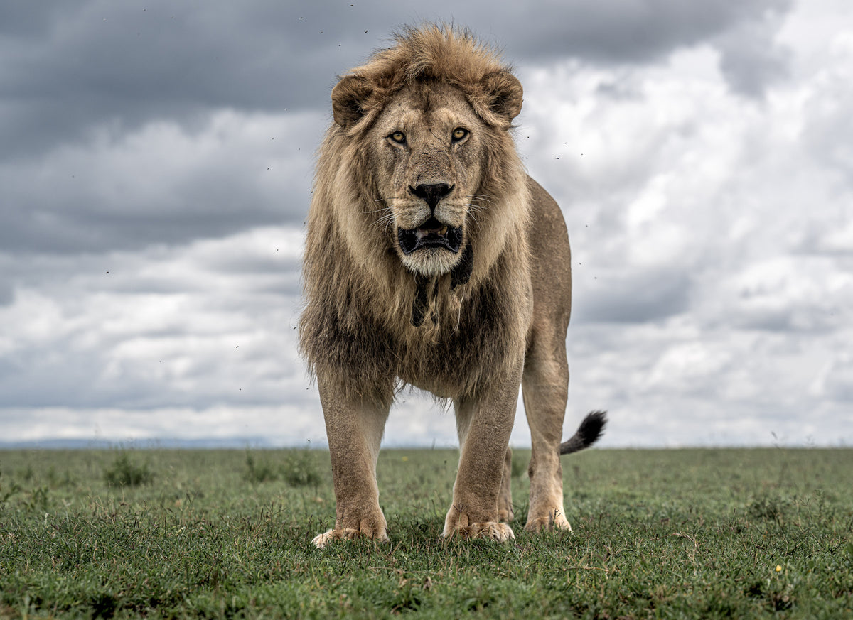 Big Cats of Namiri Plains
