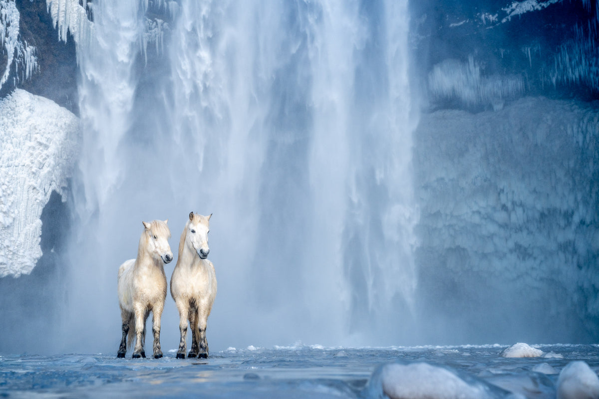 Horse Lords