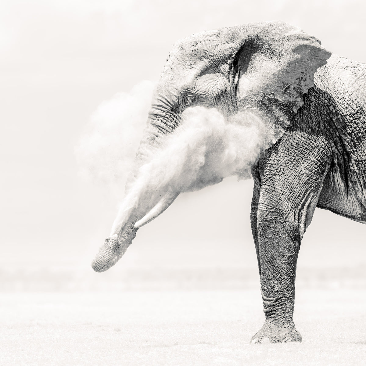 Light & Dust