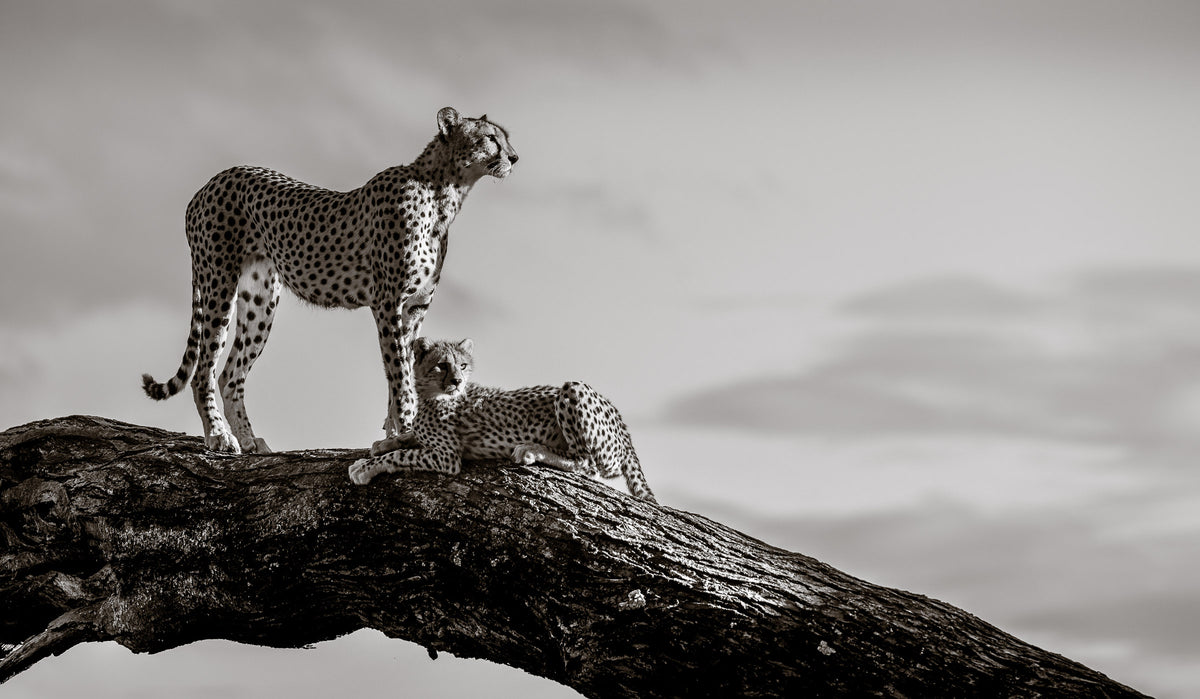 Mother