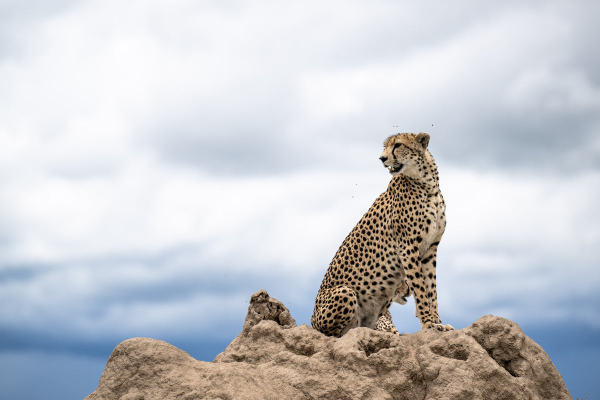 Big Cats of Namiri Plains