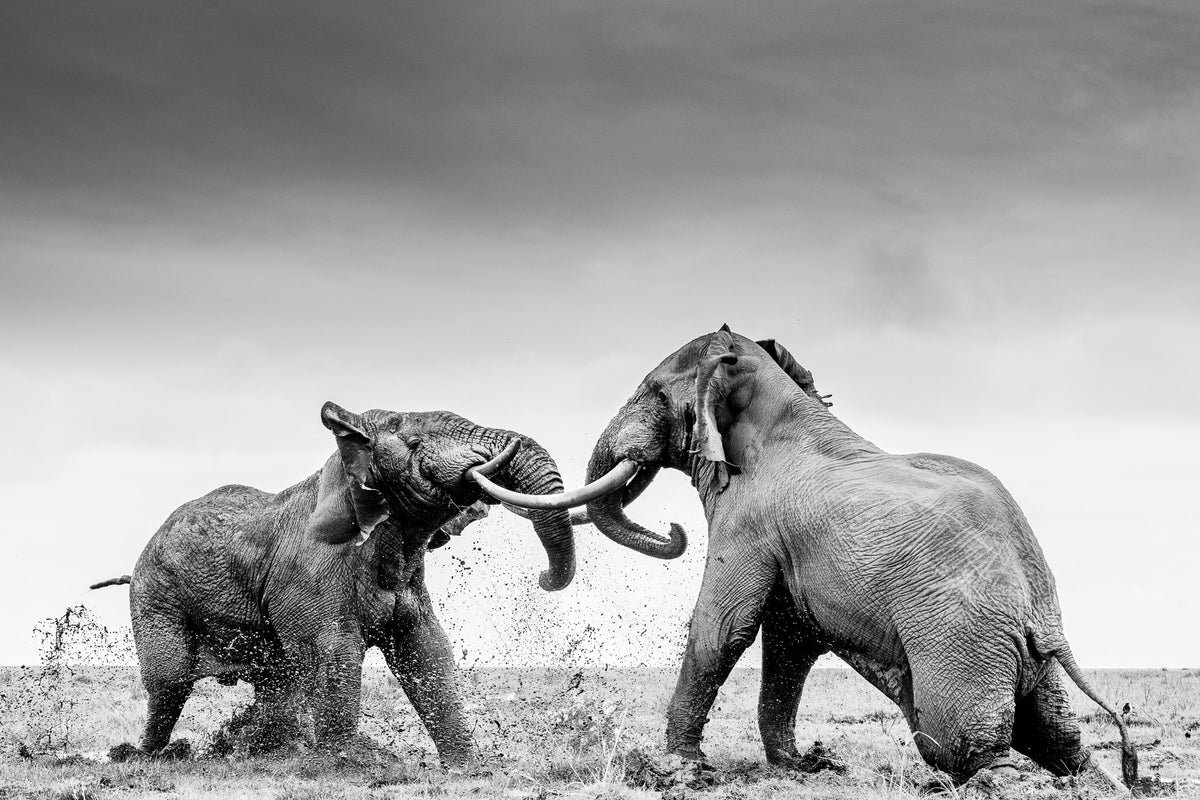 Rumble in the Jungle
