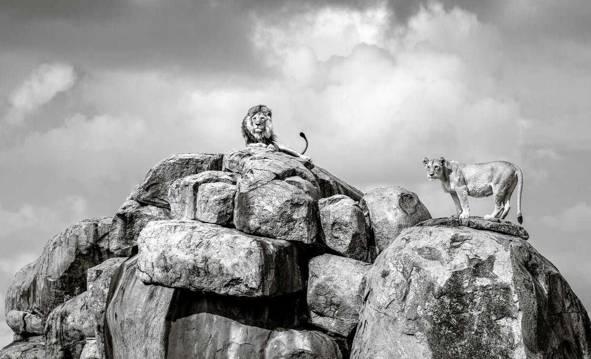Serengeti Royalty