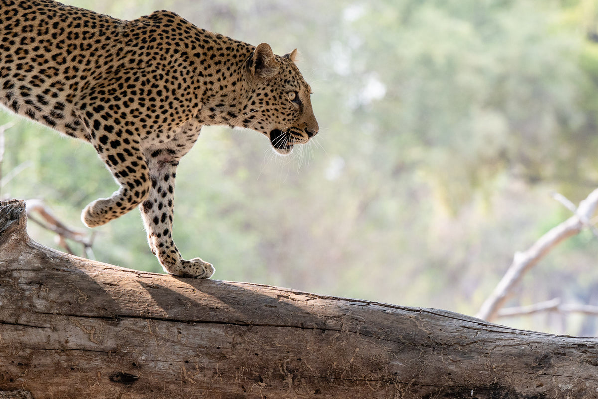 The Valley of the Leopard